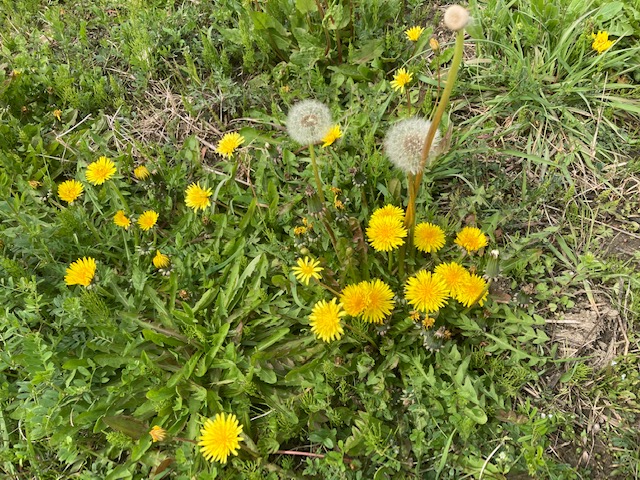 たくさん咲かすタンポポの花