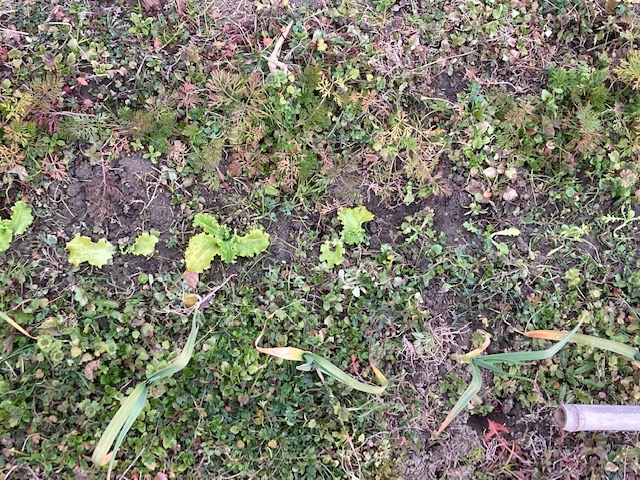 大根跡に定植