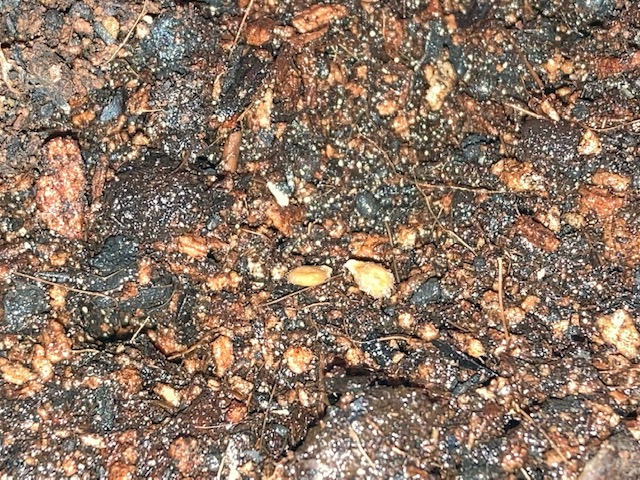 ミニトマトの種