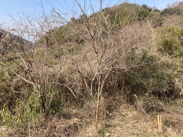 朽ちた橋の向こう