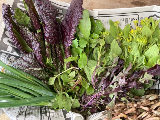 収穫された野菜
