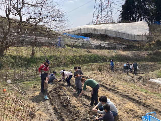 人参の種まき