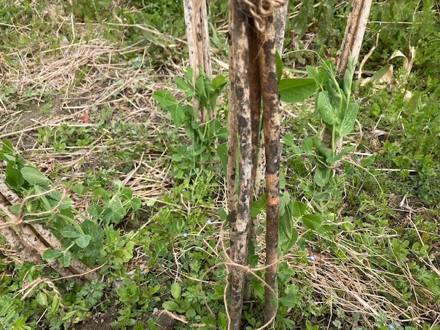オクラの枯れ木に伸びる豆