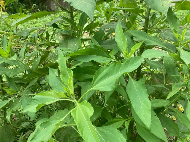 菊芋の葉茎
