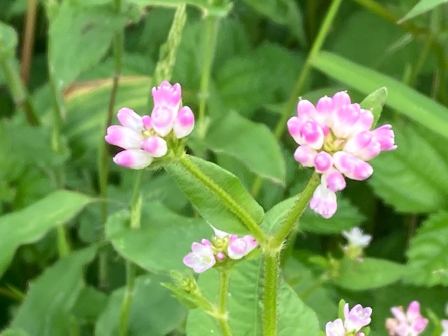 ミゾソバの花