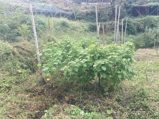 除草されてきれいに