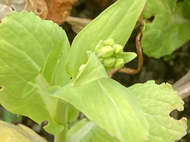 シロナの蕾