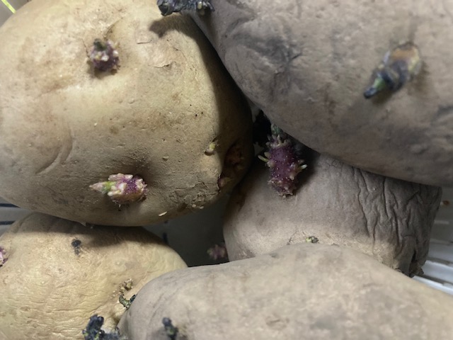 ジャガイモの種芋